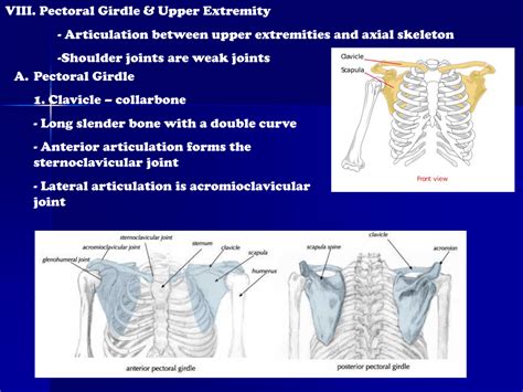 Pectoral Girdle And Upper Limb Labeled