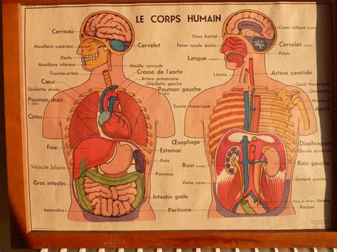 Anatomie Du Corps Humain Homme Hot Sex Picture