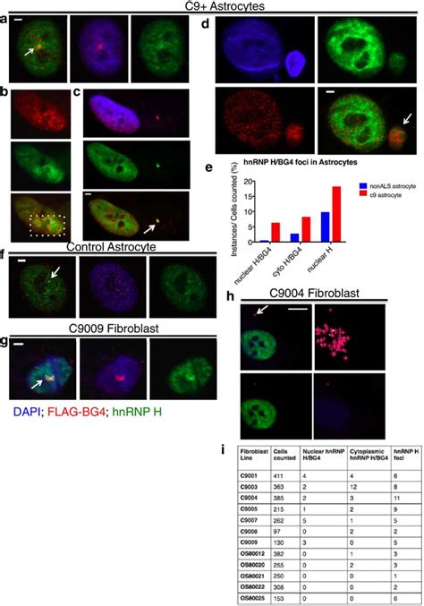 Figures And Data In The C9orf72 Ggggcc Expansion Forms Rna G Quadruplex