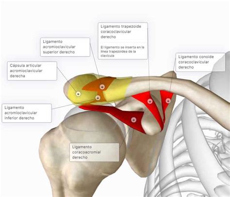 Articulacion Acromioclavicular Que Tipo Es Image To U