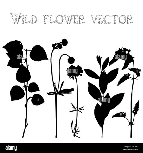 Flower Silhouettes Illustration Banque D Images Noir Et Blanc Alamy