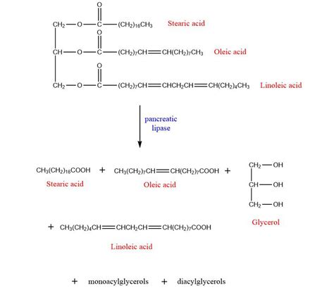 Write the equation for the hydrolysis of a triacylglycerol c | Quizlet