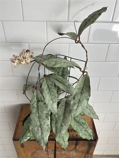 Hoya Mitrata Sp Buntok Silver Hoyahole