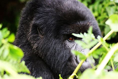 Luxury Buhoma Lodge Luxury Gorilla Trekking Safaris In Bwindi Forest