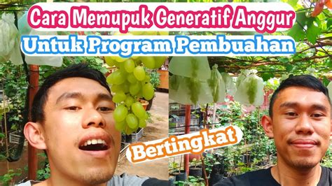 Cara Memupuk Generatif Anggur Untuk Program Pembuahan Bertingkat