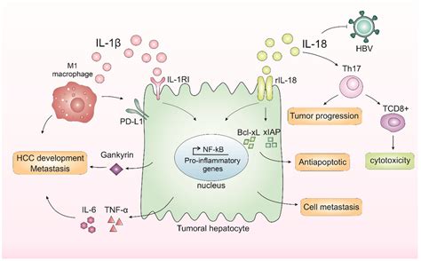 Biomedicines Free Full Text Inflammasome Mediated Cytokines A Key Connection Between