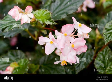 White Pink Flowers Of Begonia Richmondensis Begoniaceae Stock Photo