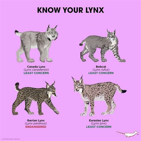 Lynx Cat