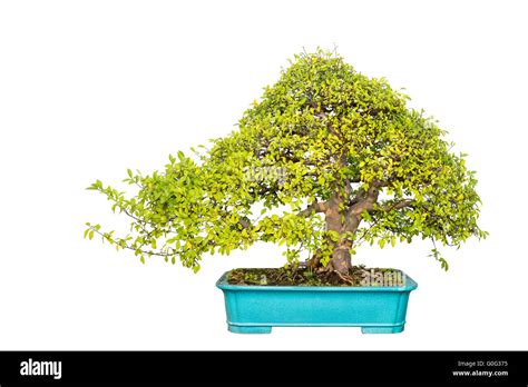 Chinese Elm Cut Out Stock Images Pictures Alamy