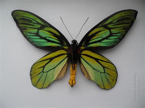 Photo Ornithoptera Alexandrae