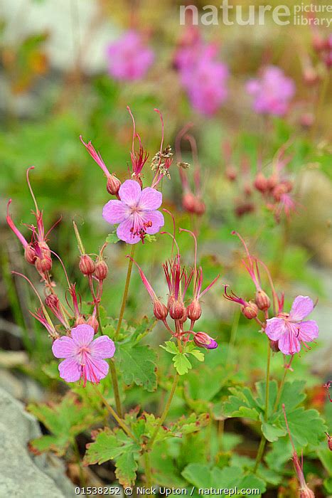 Stock Photo Of Rock Cranesbill Balkan Cranesbill Geranium