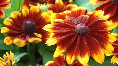 How To Grow Gloriosa Daisy Flowers Growing Gloriosa Daisy Plants