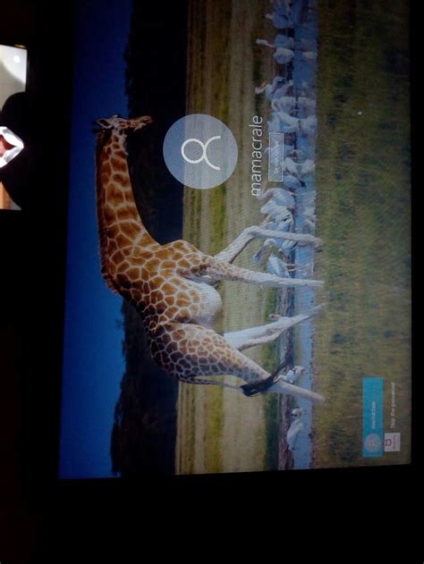 A Giraffe Standing In Front Of A Large Screen With An Image On It