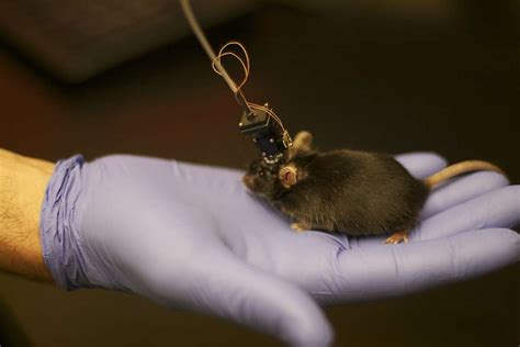 Stanford scientists capture mouse memories