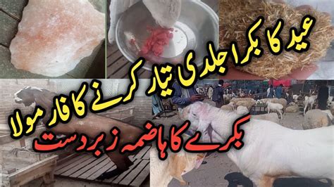 عید کے بکرے تیار کرنے والافارمولا Weight Gain Formula For Goat Youtube