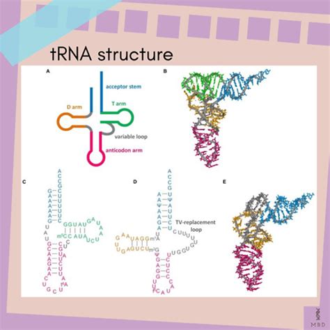 Enthralling Structure Of Trna Transfer Rna My Biology Dictionary