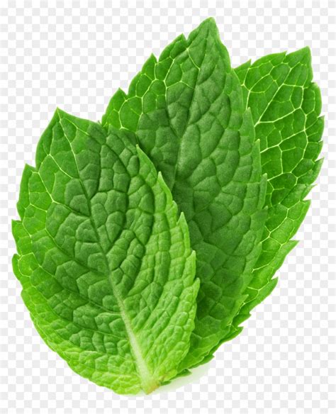 Mint Leaves Pictures - Mint Medicinal Uses Leaves Digestive Spasmodic Contraceptive Diuretic ...