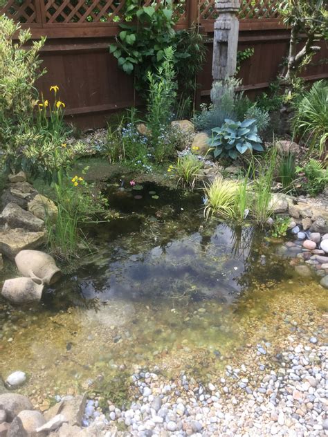 How To Create A Wildlife Bog Garden Artofit