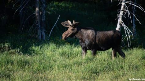 Moose In Yellowstone Everything You Need To Know