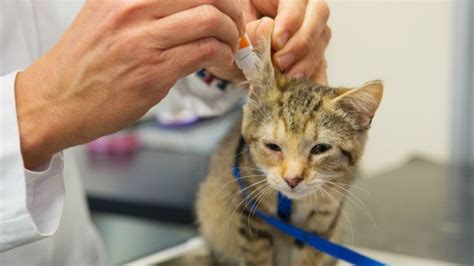 Penyakit Kucing Otitis Infeksi Telinga Penyakit Dan Kesehatan Kucing