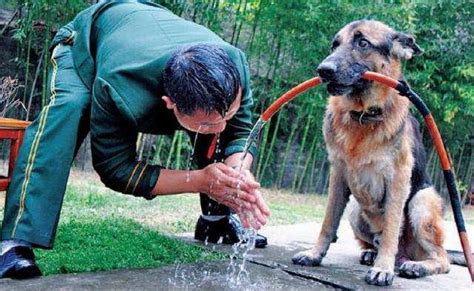 為什麼英國軍犬一退役，就會立馬執行安樂死？原因讓人無法接受 每日頭條