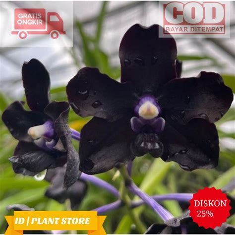 Jual Seedling Anggrek Dendrobium Black Thailand Anggrek Dendrobium