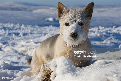 2123 Dog Face In Snow Stock Photos High Res Pictures And Images