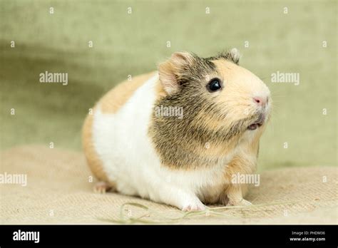 Guinea Pig Funny Hi Res Stock Photography And Images Alamy
