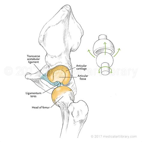 Ball And Socket Joints In The Human Body