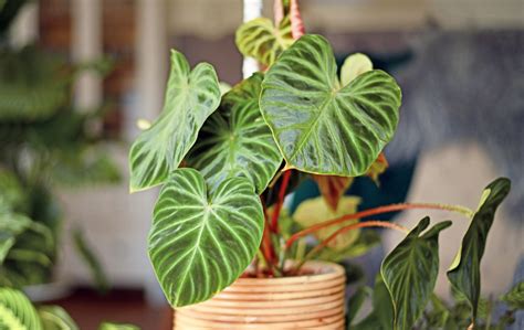 Philodendron Care Guide – Merrifield Garden Center