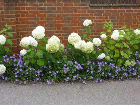 Hydrangea Annabel And Geranium Rozanne Geraniums Garden Hydrangea