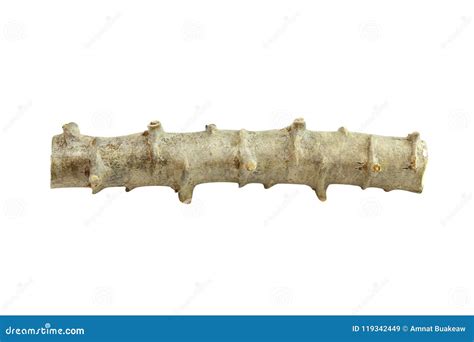 Cassava Cut Tapioca Cassava Manioc A Tapioca Tree Trunk Piece Cut