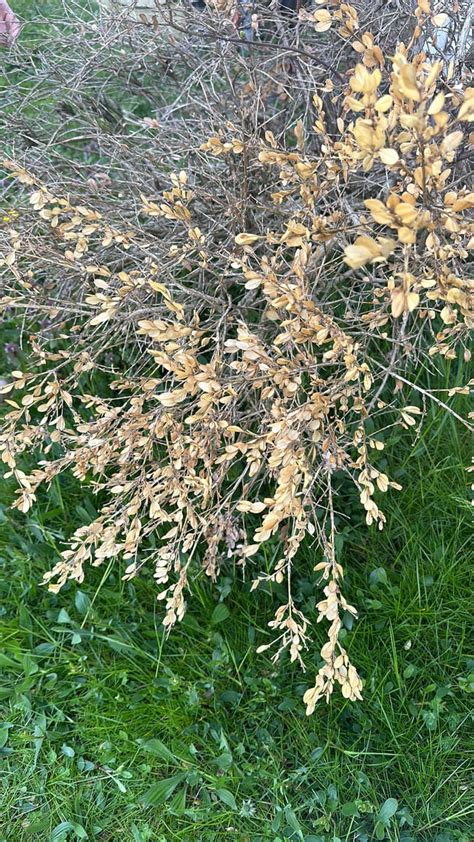 Can Anyone Identify This Bush This Is Last Years Foliage Hasnt