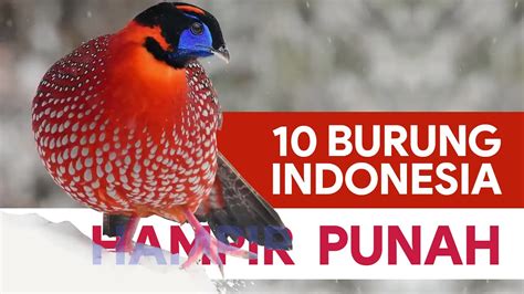 Jenis Burung Khas Indonesia Yang Hampir Punah Youtube