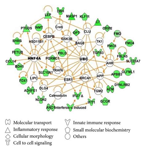 Network Analysis Of Directly Related Genes Which Are Upregulated And