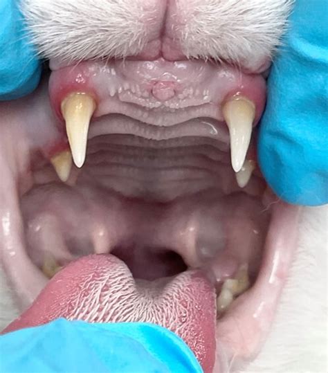 Feline Stomatitis In Atlanta Ga Atlanta Veterinary Dental Services