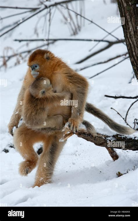 Golden Snub Nosed Monkey Rhinopithecus Roxellana Mother Walking