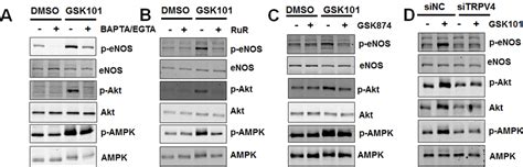 GsK1016790A Mediated Signaling Is Calcium And TrPV4 Dependent A