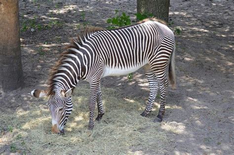 Resident of the Jacksonville Zoo