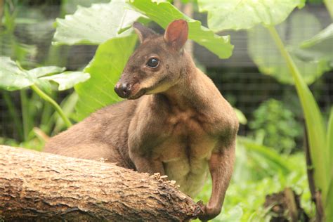 Life Cycles Of A Kangaroo