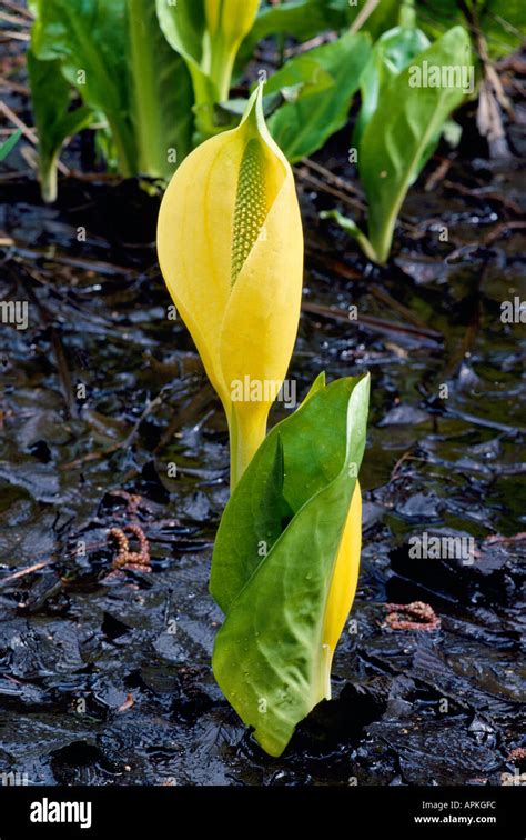 Western Skunk Cabbage Lysichiton Americanus Aka Yellow Skunk Cabbage