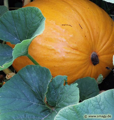 Smagy Pflanzen Insekten Heilkraft Gem Se K Rbis Cucurbita Pepo