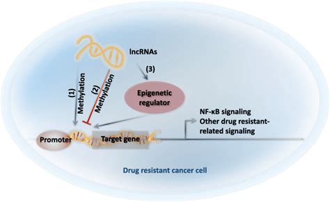 Schematic illustration of the effect of lncRNAs on gene expression ...