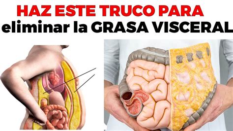 7 Claves Para DESTRUIR La GRASA VISCERAL YouTube