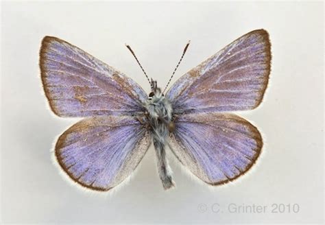 Extinct Butterflies | PBF Blog