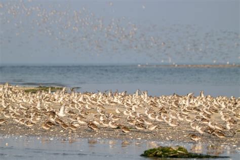 Bird Migration 101: When & How Do Birds Migrate? - Earth Life