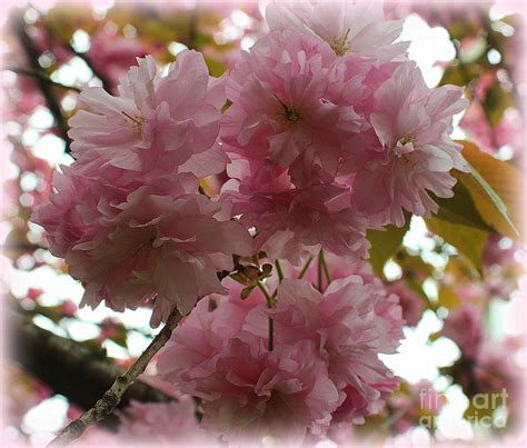 Cherry Blossoms In Early Spring Photograph By Dora Sofia Caputo Pixels