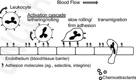 1 Schematic Of Adhesion Cascade Download Scientific Diagram