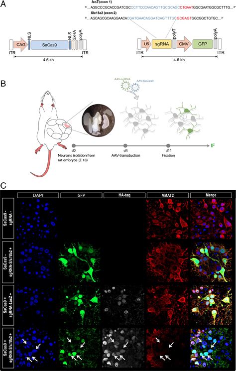 Combining CRISPR Cas9 And Brain Imaging To Study The Link From Genes To