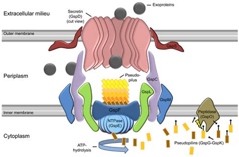 Model Of General Type Ii Secretion As Proposed By Douzi Et Al 2012